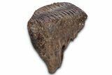 Fantastic, Fossil Woolly Mammoth Upper M Molar - Poland #337197-4